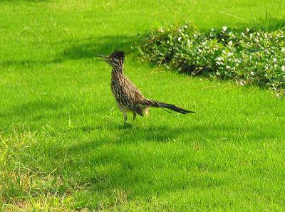 Roadrunner that has been hanging around our yard