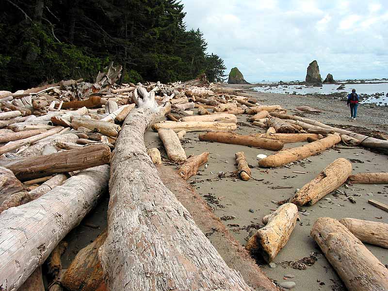Driftwood along the beach