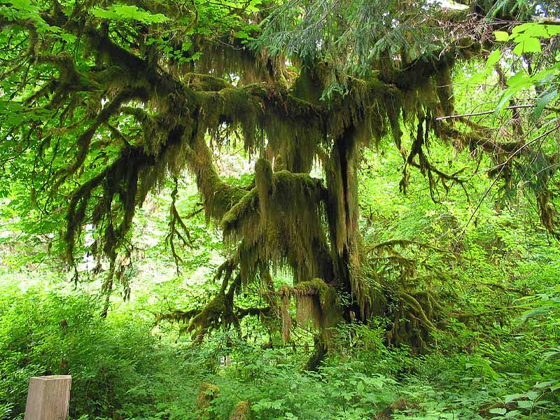 Moss in large maple tree