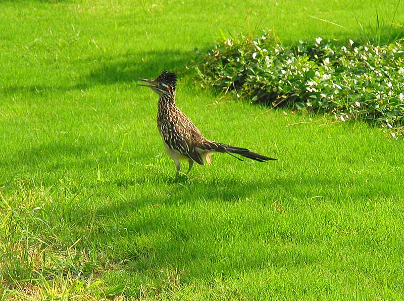 Roadrunner that has been hanging around our yard