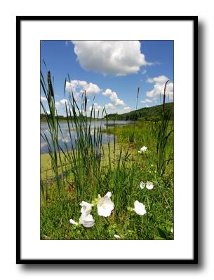Marshy_Pond
