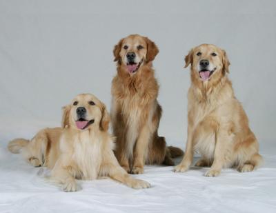 Harry, Tucker & Charlie