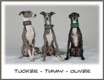 Oliver, Tucker & Timmy