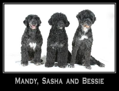 Mandy, Sasha  &  Bessie