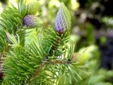 baby pine cones