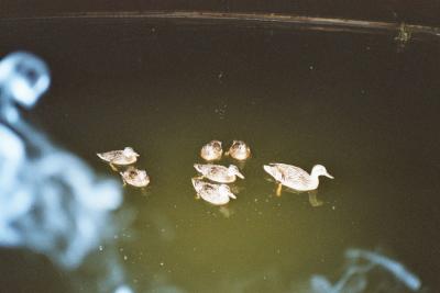 107 nachts um 4 mit den Enten.jpg