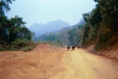 Rented a motorbike one day and went riding through the hills on these red dirt roads. Came across some cows.