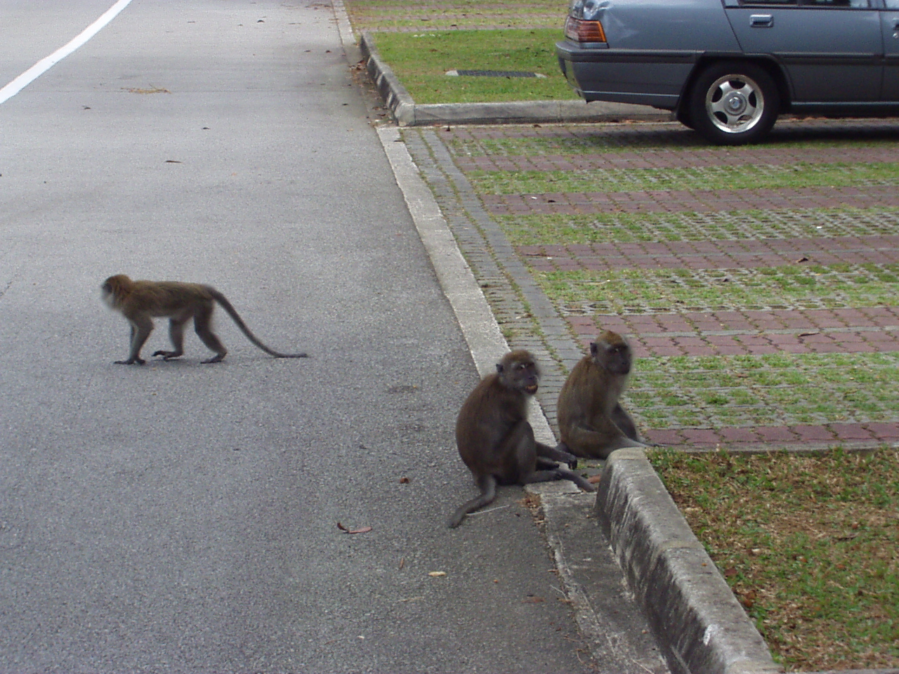 Hungry Monkeys