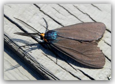 FramedMoth.jpg