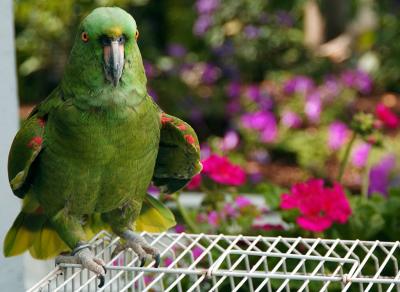 POedParrot.jpg