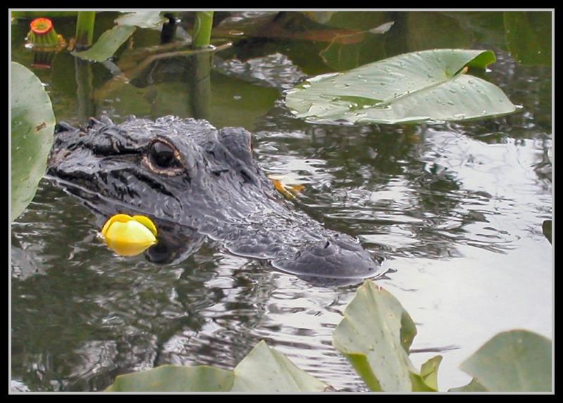 Gator