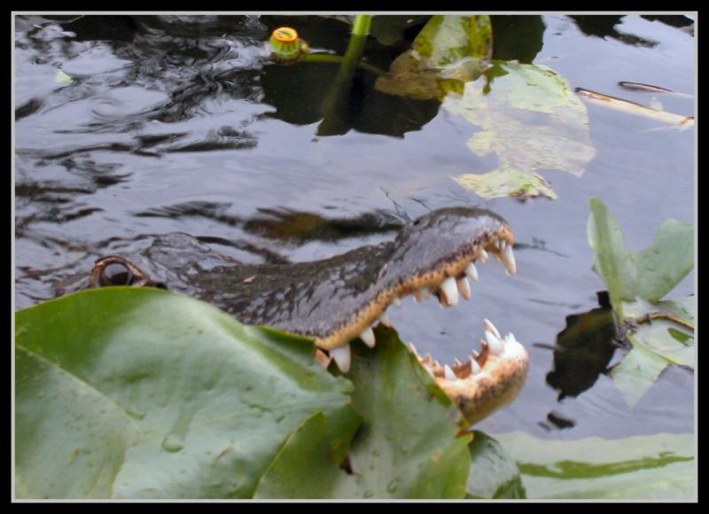 Gator