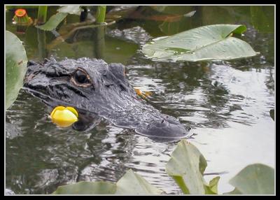 Gator