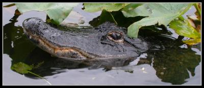 Gator