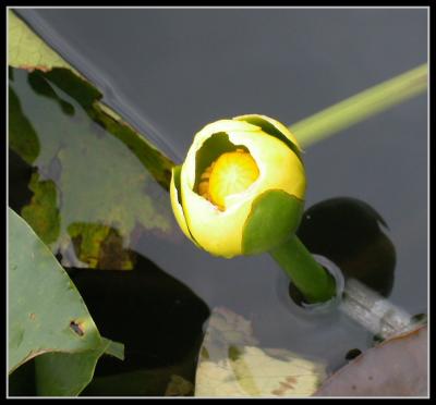 Yellow Dot