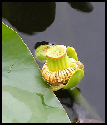 Unidentified plant