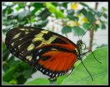 Butterfly & Nature Conservatory