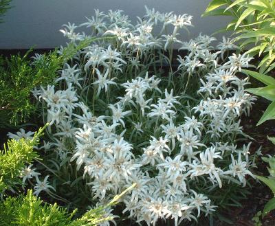 u30/steveh/medium/18458846.Edelweiss.jpg