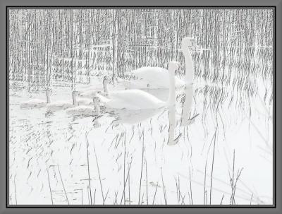 Seven Swans Swimmingby Bev Brink