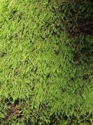 Moss Greenby EWKPhoto