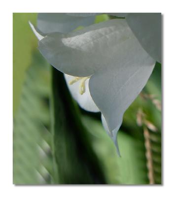 Moon Flower by Roberta