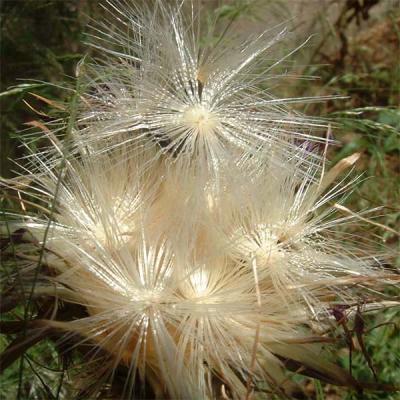 Y el viento se lo llevar * by Doris Baillet