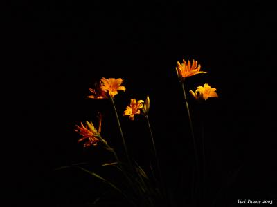 Flashlight, night, lilies and F707 * by Yuri Pautov