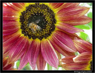 sunshine sunflower by Peggy