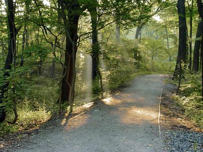 Sunday Morning Walk * by Harry Behret