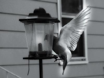 Pigeonby Harry Behret