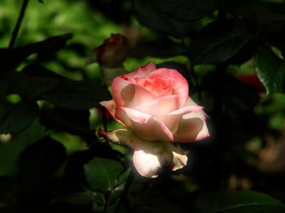 the roseby Harry Behret