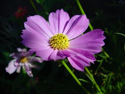 mom's cosmos by Peggy