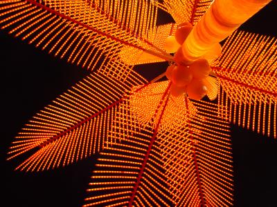 8th (tie)   Palm Light   by Helen Betts  