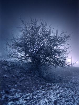 Blue tree by Bertor