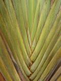 <p align=center> <b> Heart of Palm </b> <br> <font size=1> by Helen Betts </font> </p>