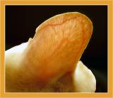A Vein Attempt...<br>by Deb