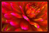 Firey Floral<br>by Deb