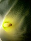 Exhibition Header Photo<br>An Inner Glow