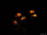 Flashlight, night, lilies and F707 *<br><i><font size=-1> by Yuri Pautov</font></i>