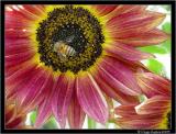 sunshine sunflower by Peggy