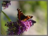 summertime by lochinvar