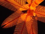 <b>8th (tie)</b><br> <p align=center> <b> Palm Light </b><br> <font size=1> by Helen Betts </font> </p>
