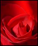 Rose in Morning Light by LilRedSpy