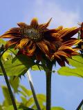 soaking up the sun by Peggy