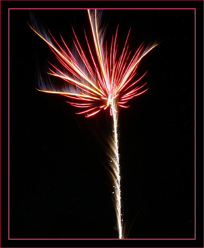  Fired Up Palm Tree<br>by Deb