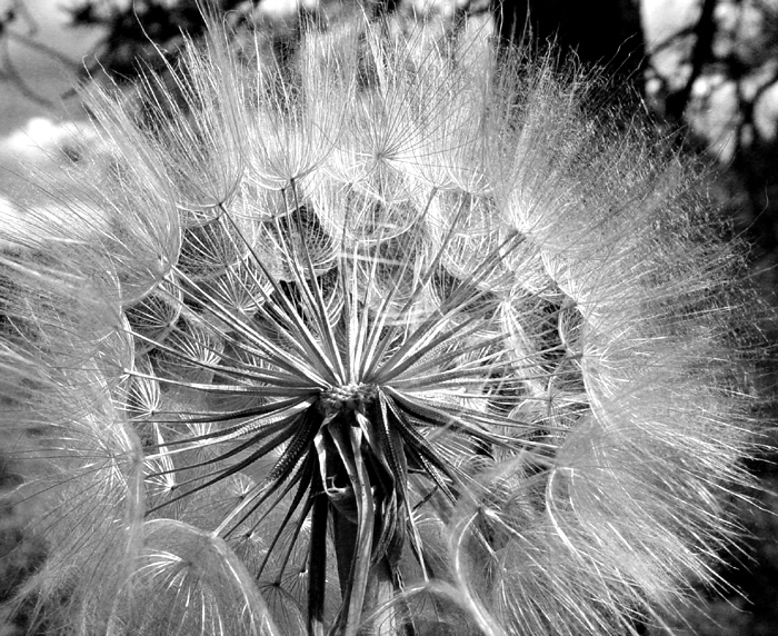 Salsify Fireworks * <br> by mlynn