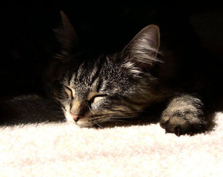 <b>dopey cat*</b><br><font size=1>vera</font>