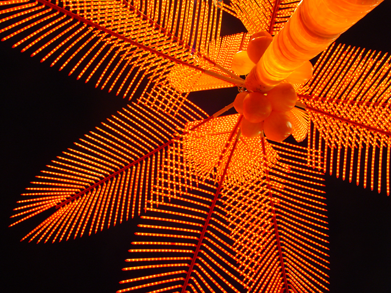 <b>8th (tie)</b><br> <p align=center> <b> Palm Light </b><br> <font size=1> by Helen Betts </font> </p>
