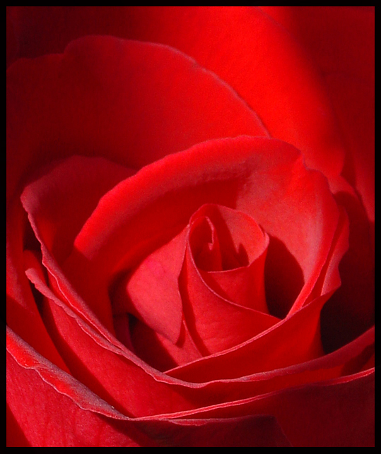 Rose in Morning Light by LilRedSpy