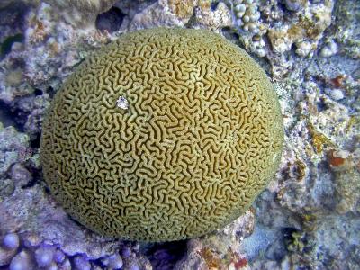 Corail madrpore
Platygyra sp.